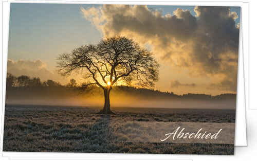 Baum im Morgenlicht