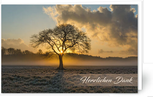 Baum im Morgenlicht