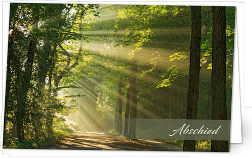 Wald im Sonnenlicht