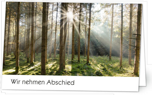 Wald mit Sonnenstrahlen