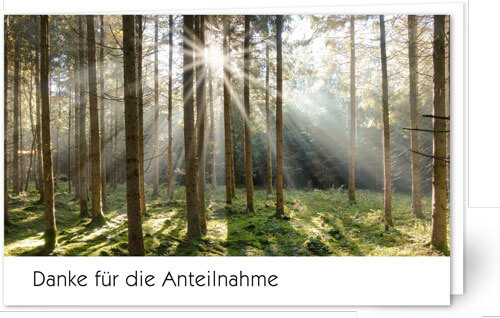 Wald mit Sonnenstrahlen