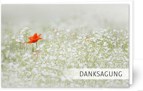 Mohn im Weiss