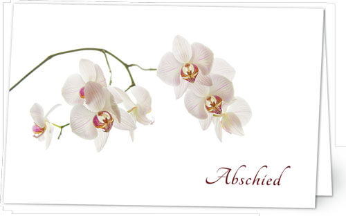 Orchidee in Weiss